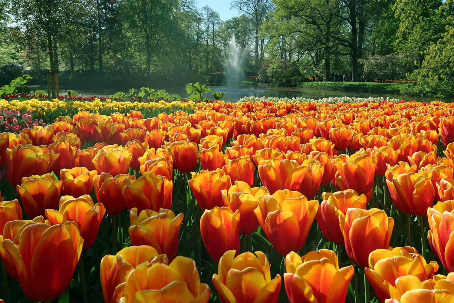 Keukenhof spektakulärste Tulpenblüte der Niederlande